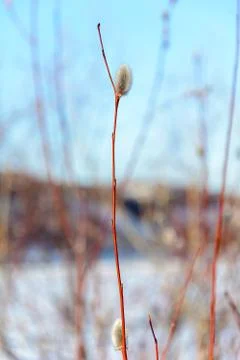Awakening of nature in early spring Stock Photos