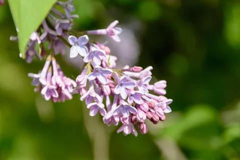 The awakening of nature in spring Stock Photos