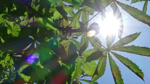 The Awakening of Nature by Sun Rays Stock-Footage 77263203
