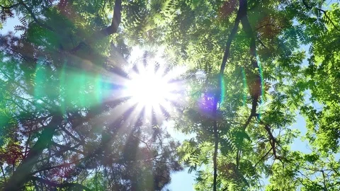 The Awakening of Nature by Sun Rays Stock-Footage 77263509