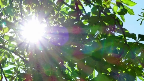 The Awakening of Nature by Sun Rays Stock-Footage 77263566