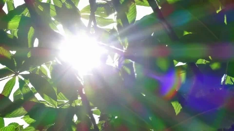 The Awakening of Nature by Sun Rays Stock-Footage 77263718