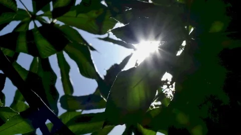 The Awakening of Nature by Sun Rays Stock-Footage 77263753