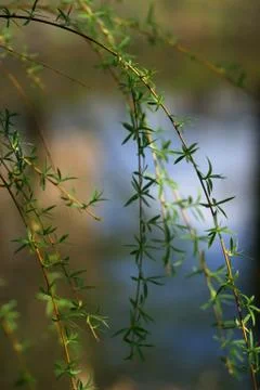 Awakening Stock Photos