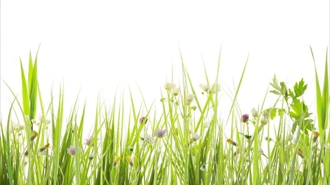 Awakening of spring, animation Vídeo Stock 79550624