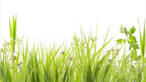 Awakening of spring, animation Vídeo Stock 84793661