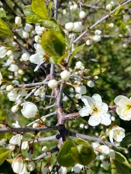 The Awakening of Spring 스톡 사진