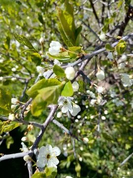The Awakening of Spring 스톡 사진