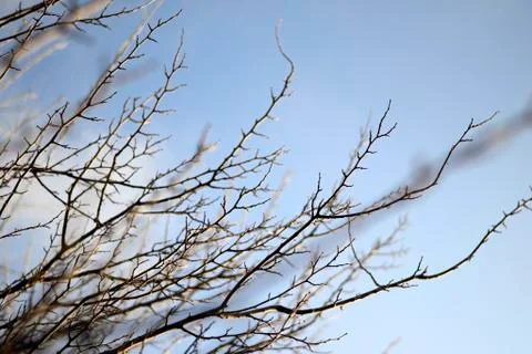 Awakening tree branches in the spring 库存照片
