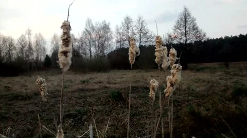Awaking after winter. Stock Footage 145166218