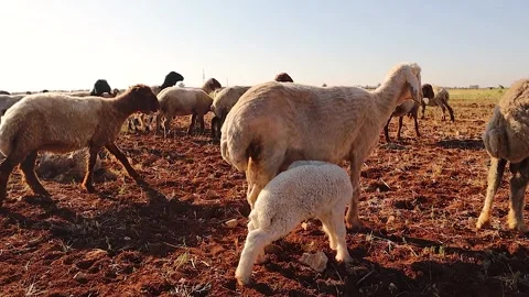 Awassi lamb suckling from ewe among a flock of sheep. organic free range farming Stock Footage 319015010