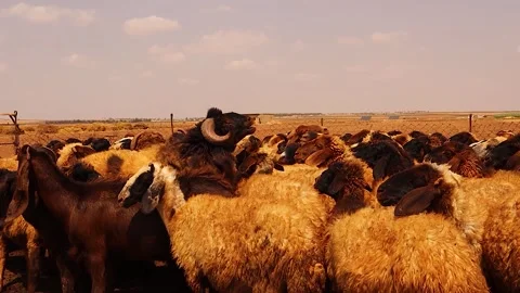 Awassi sheep flock in primary Bedouin corral in Syria with ram flehmen response Stock Footage 317231447