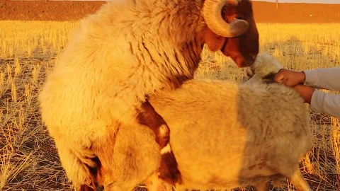Awassi sheep mating in open pasture as shepherd assists breeding live Video stock 333394406