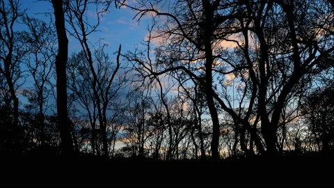 Awe-inspiring Forest Trees Silhouette in the Landscape Stock-Footage 240054979