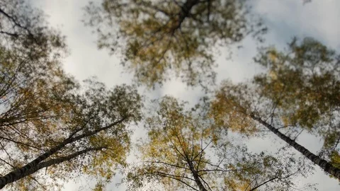 Awesome autumn forest. The tops of the trees bear against the blue sky. Falling Stock Footage