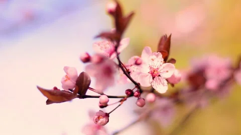 Awesome close up panoramic view of blooming pink cherry branch on the wind Video stock 60092215