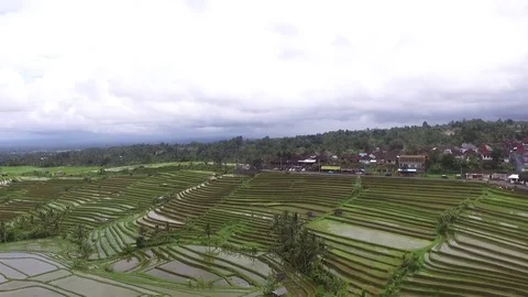 An awesome drone or aerial view of rice fields terraces in bali indonesia Stock Footage