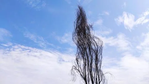 Awesome dry tree with cloudy sky background Stock Photos