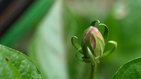 Awesome Flower bud Vídeo Stock 87691964