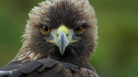 Awesome gaze of an eagle Stock Photos