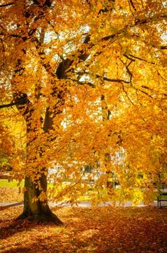 Awesome image of the shiny beech tree. Orange and yellow leaves. Location place Stock Photos