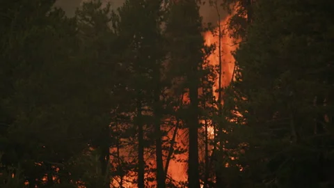 Awesome Intense Close up POV of a Wall of Flames devouring trees Stock Footage 201815467