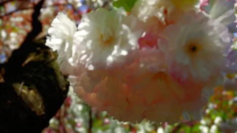 Awesome king cherry blossom: Stockbeeldmateriaal 80149835