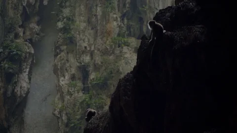 Awesome low angle view of monkeys in Batu Caves, kuala lumpur Stock Footage 111278734