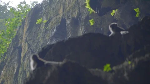 Awesome low angle view of monkeys in Batu Caves, kuala lumpur, Malaysia Video stock 111278818