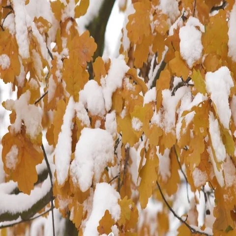 Awesome nature scene with closeup of maple leaves on the wind after heavy snow Stock Footage 69467863