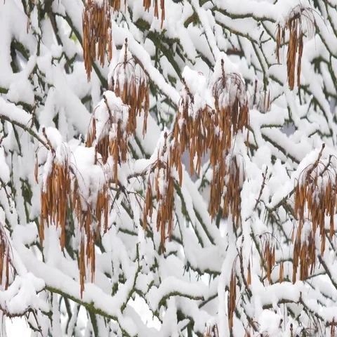 Awesome nature scene with closeup of maple leaves on the wind after heavy snow Stockbeeldmateriaal 69467923
