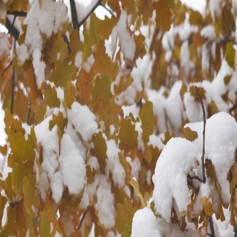 Awesome nature scene with closeup of maple leaves on the wind after heavy snow Stock Footage 69468442