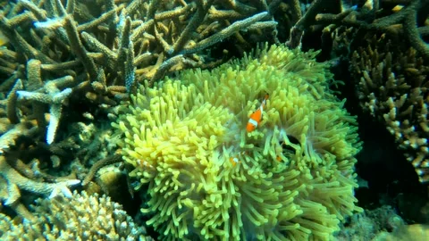 Awesome nemo Video stock 151692406