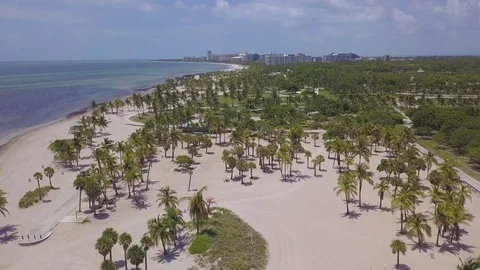 Awesome Palm Tree Clusters on Crandon Beach - Key Biscayne FL - 4K Stock Footage 94836463