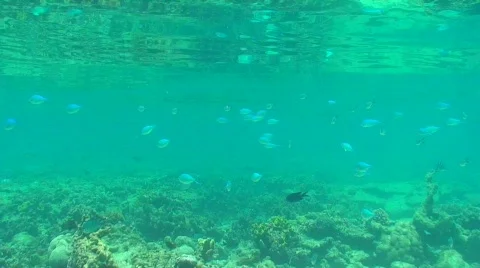 Awesome reef Stock Footage 331201