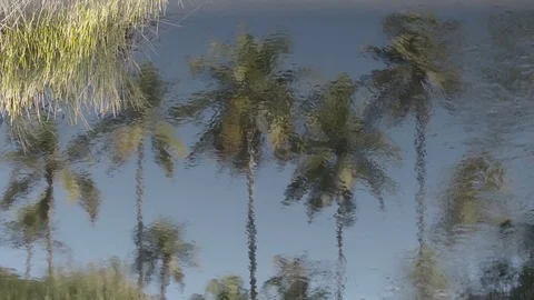 Awesome Reflections of coconut trees on a river Stock Footage 78987462