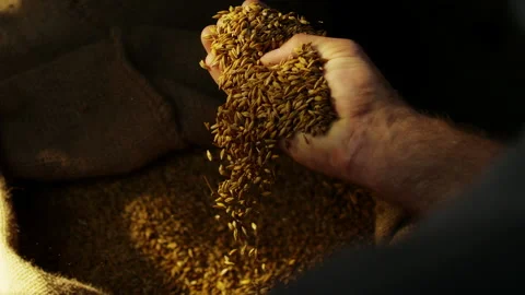 Awesome slow motion shots of Ears In The Hands Stock Footage 236351792