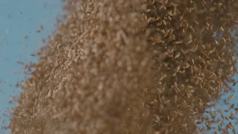 Awesome slow motion shots of Falling Ears Stock Footage 236350923