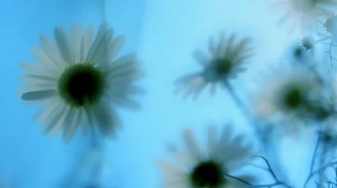 Awesome sunset panoramic bottom view of camomile flowers in slow motion Vídeos de archivo 60044010