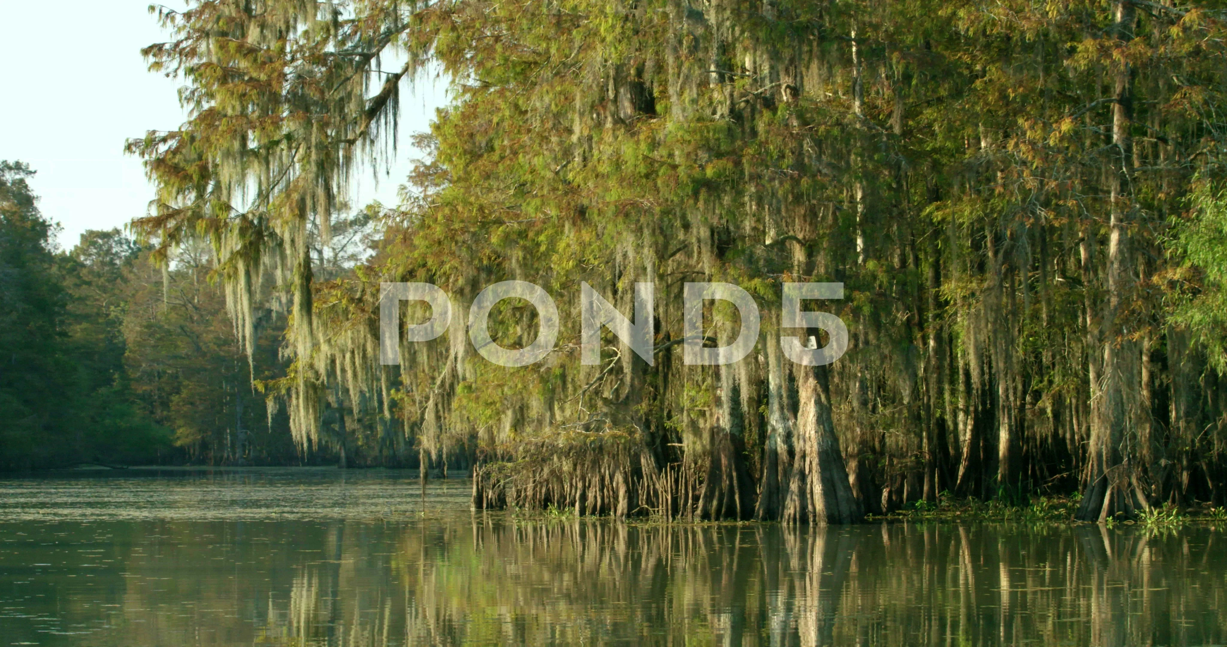 Gathering Spanish Moss In A Swamp On The Mississippi Louisiana