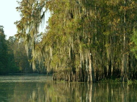 Awesome sunset sunrise cypress trees louisiana swamp bayou new orleans tourism Stock Footage 74981979