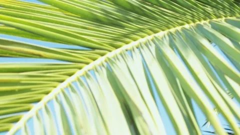 Awesome Topical Date Palm Tree With Branches Moving in The Wind. Leaf Palm Tree Video stock 144592594