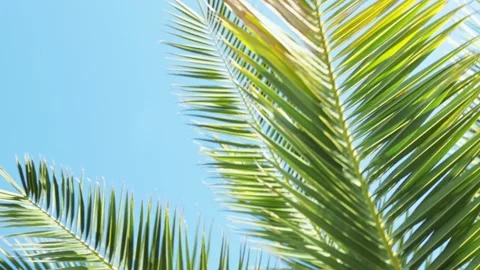 Awesome Topical Date Palm Tree With Branches Moving in The Wind. Leaf Palm Tree Video stock 144592836