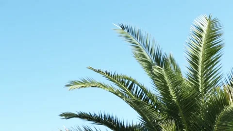 Awesome Topical Date Palm Tree With Branches Moving in The Wind. Leaf Palm Tree Video stock 144822519