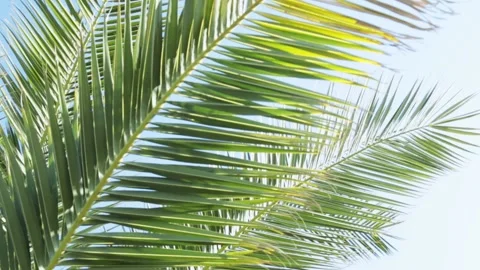 Awesome Topical Date Palm Tree With Branches Moving in The Wind. Leaf Palm Tree Video stock 144822883