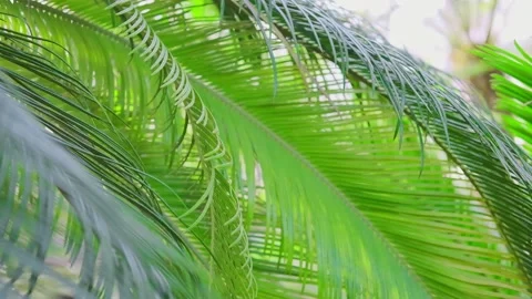 Awesome Topical Date Palm Tree With Branches Moving in The Wind. Bright green Stock Footage 174636259