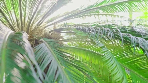 Awesome Topical Date Palm Tree With Branches Moving in The Wind. Bright green Stock Footage 178151082