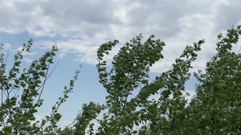 Awesome  Tree With Branches Moving in The Wind Stock Footage 189949938