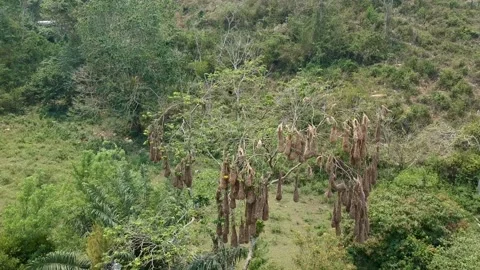 An awesome tree full of nests of black oropendolas Stock Footage 137481880