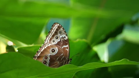 Awesome tropical butterfly resting on a leaf in the forest in slow motion Stock Footage 100091128